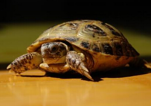 烏龜怎么分公母？烏龜的種類