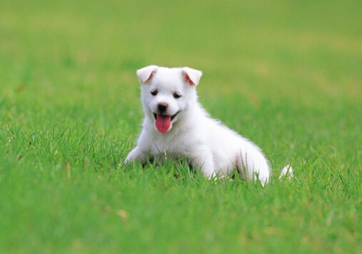 小狗翻腸子怎么回事？小狗翻腸子怎么辦？