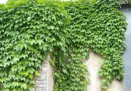 爬山虎的養(yǎng)護(hù)方法-爬山虎對(duì)家居環(huán)境的作用