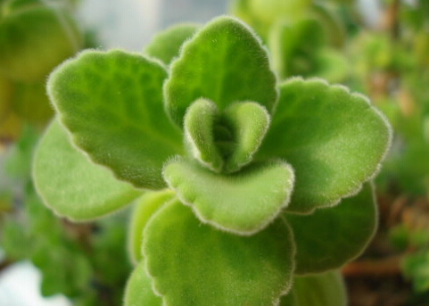 碰碰香與家居風(fēng)格的搭配-碰碰香的風(fēng)水學(xué)應(yīng)用