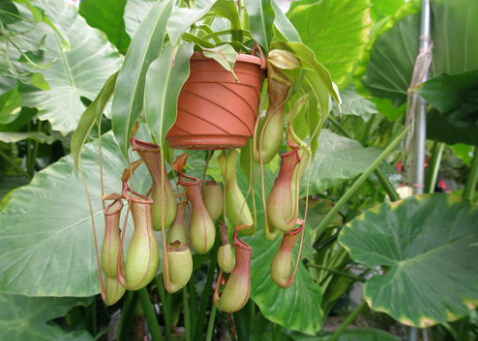 豬籠草的功效與作用-豬籠草對家居環(huán)境的影響