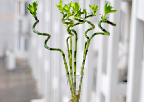 轉(zhuǎn)運竹的風(fēng)水學(xué)應(yīng)用-轉(zhuǎn)運竹的養(yǎng)殖方法