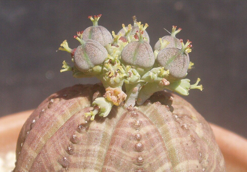 布紋球的風(fēng)水學(xué)應(yīng)用-布紋球在家居中的作用