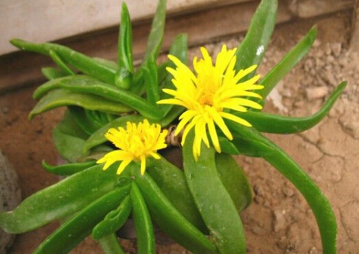 佛手掌的風(fēng)水學(xué)應(yīng)用-佛手掌在家居中的作用