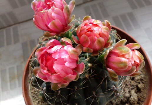 緋花玉與家居風(fēng)格的搭配-緋花玉在家居中的作用