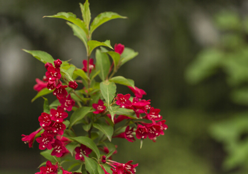 仙人指與家居風(fēng)格的搭配-仙人指在家居中的作用