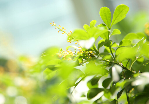 米蘭花對家居環(huán)境的影響-米蘭花與家居風(fēng)格的搭配