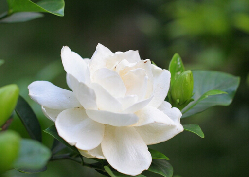 梔子花的簡介-梔子花的風(fēng)水學(xué)應(yīng)用