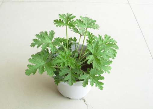 驅(qū)蚊草是什么?驅(qū)蚊草怎么養(yǎng)?