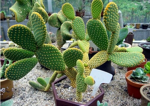 仙人掌怎么養？仙人掌養殖的注意事項