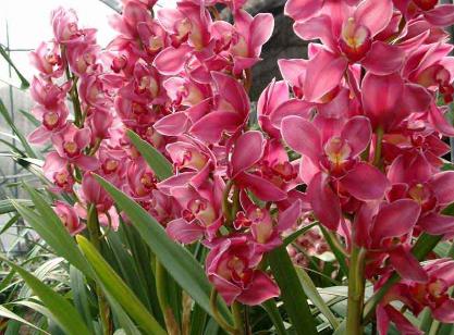 什么花適合放在室內養?適合居室擺放的九種花卉