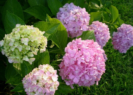 家里有孕婦能養繡球花嗎？繡球花有毒嗎？