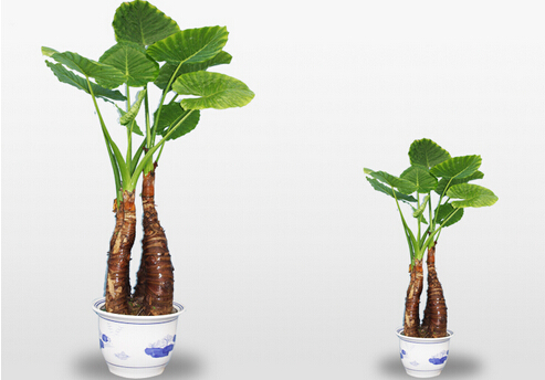 滴水觀音有毒嗎？家里有寶寶能養(yǎng)滴水觀音嗎？