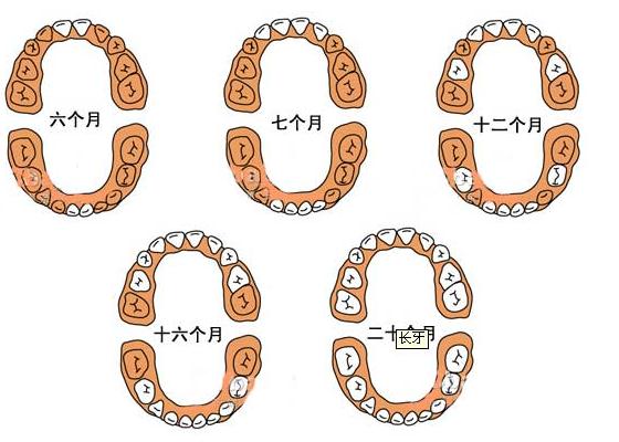 寶寶幾個月長牙？寶寶什么時候長牙？乳牙萌出時間與順序