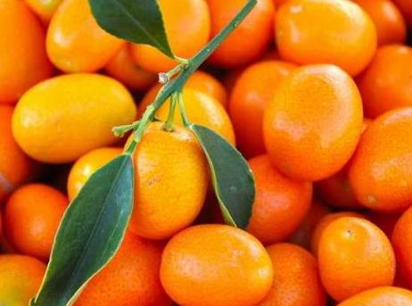 寶寶能吃金桔嗎？寶寶吃金桔的做法