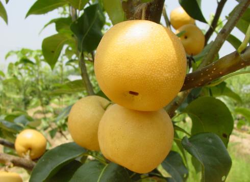 寶寶吃梨好嗎？寶寶吃梨的好處