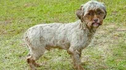 美國(guó)人面狗因其長(zhǎng)相與人類酷似而走紅，特別是嘴巴(圖)