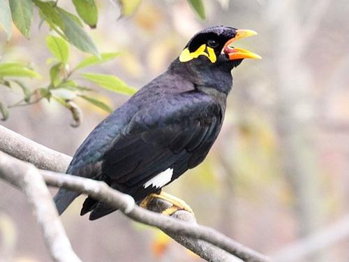 鷯哥對罵:鷯哥動物園被游客教會國罵被關禁閉學文明用語,園方呼吁游客別教壞動物