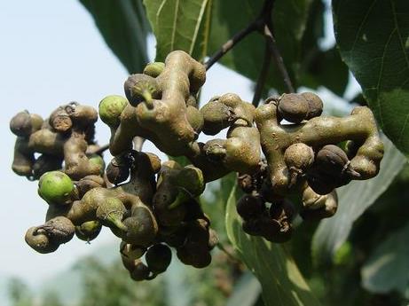 孕婦能吃拐棗嗎?孕婦吃拐棗有什么好處