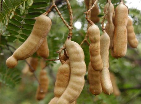 孕婦能吃酸角嗎？孕婦吃酸角有什么好處