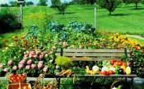 卵巢癌患者應(yīng)多吃什么蔬菜？