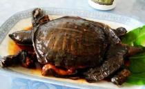 甲魚血能吃嗎？甲魚血怎么吃最好