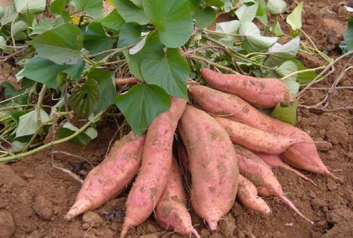 吃什么食物可以排毒？清腸排毒的食物都有哪些