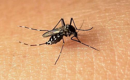 你了解登革熱嗎? 登革熱的預防方法有哪些?