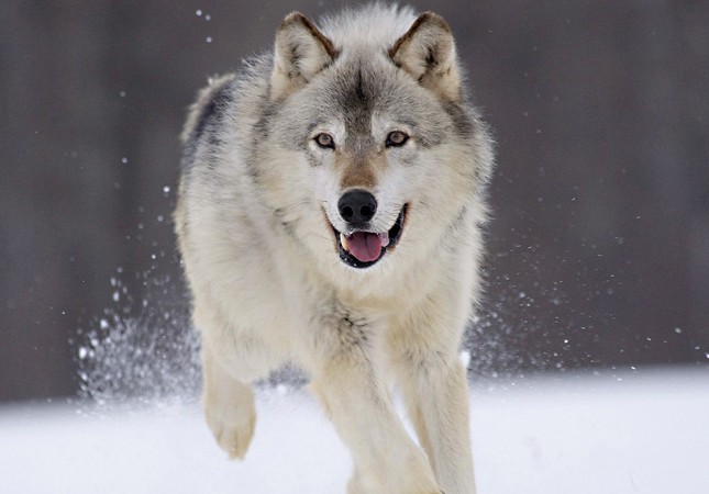 揭開冰河時期幸存者北極狼的神秘面紗