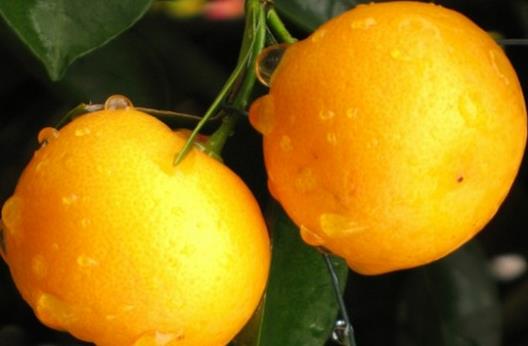 扁桃體發(fā)炎怎么辦? 偏方幫你防治緩解