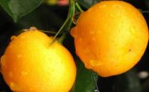 扁桃體發炎怎么辦？ 偏方幫你防治緩解