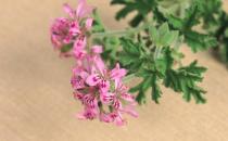 酒精攝入過量導(dǎo)致臉腫-如何瘦臉？