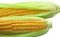 玉米為什么能防癌？玉米的五大營(yíng)養(yǎng)價(jià)值