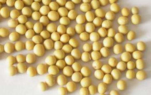 大腦需要什么營養素？吃什么能補腦？