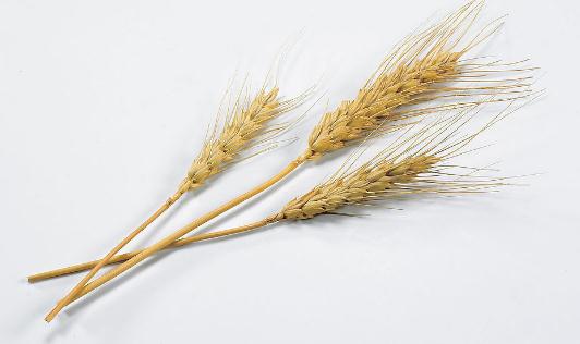 吃燕麥有什么功效？燕麥怎么吃營(yíng)養(yǎng)？