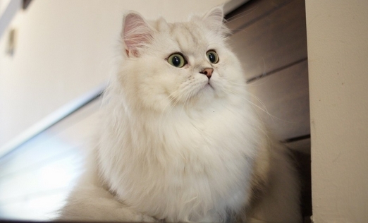 如何喂養波斯貓才科學