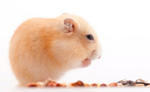 新手飼養(yǎng)倉(cāng)鼠需要注意哪些地方