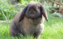 飼養垂耳兔需要注意哪些習性