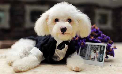 什么是泰迪熊的逆向噴嚏 如何解決呢?