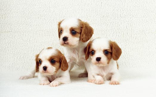 主人要經常撫摸狗狗的原因 撫摸狗狗有什么好處