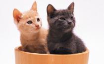 喂養寵物貓需要注意的四大誤區
