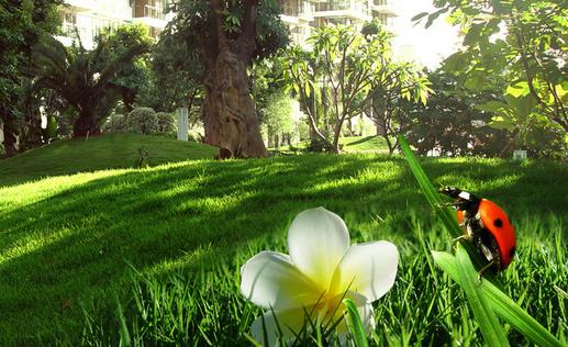 給草坪“進補”有什么技巧