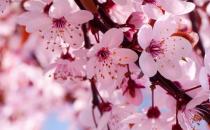 人間四月天 淺談櫻花意象