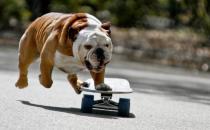 斗牛犬牙齒應該如何護理？