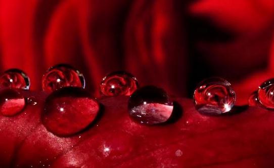 小胸MM吃什么能豐胸?食用菌類