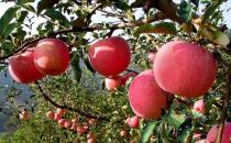 如何選購到上好的蘋果？