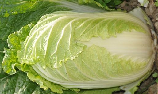 大白菜有什么食療功效？大白菜不宜水浸泡后食用