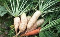 脾虛吃什么蔬菜好？脾虛吃什么雜糧好？