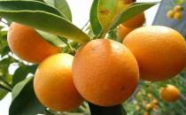 吃什么會導致口臭？去口臭的12種食物