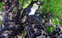 ?地球上僅存的8個來自“外星球”的森林